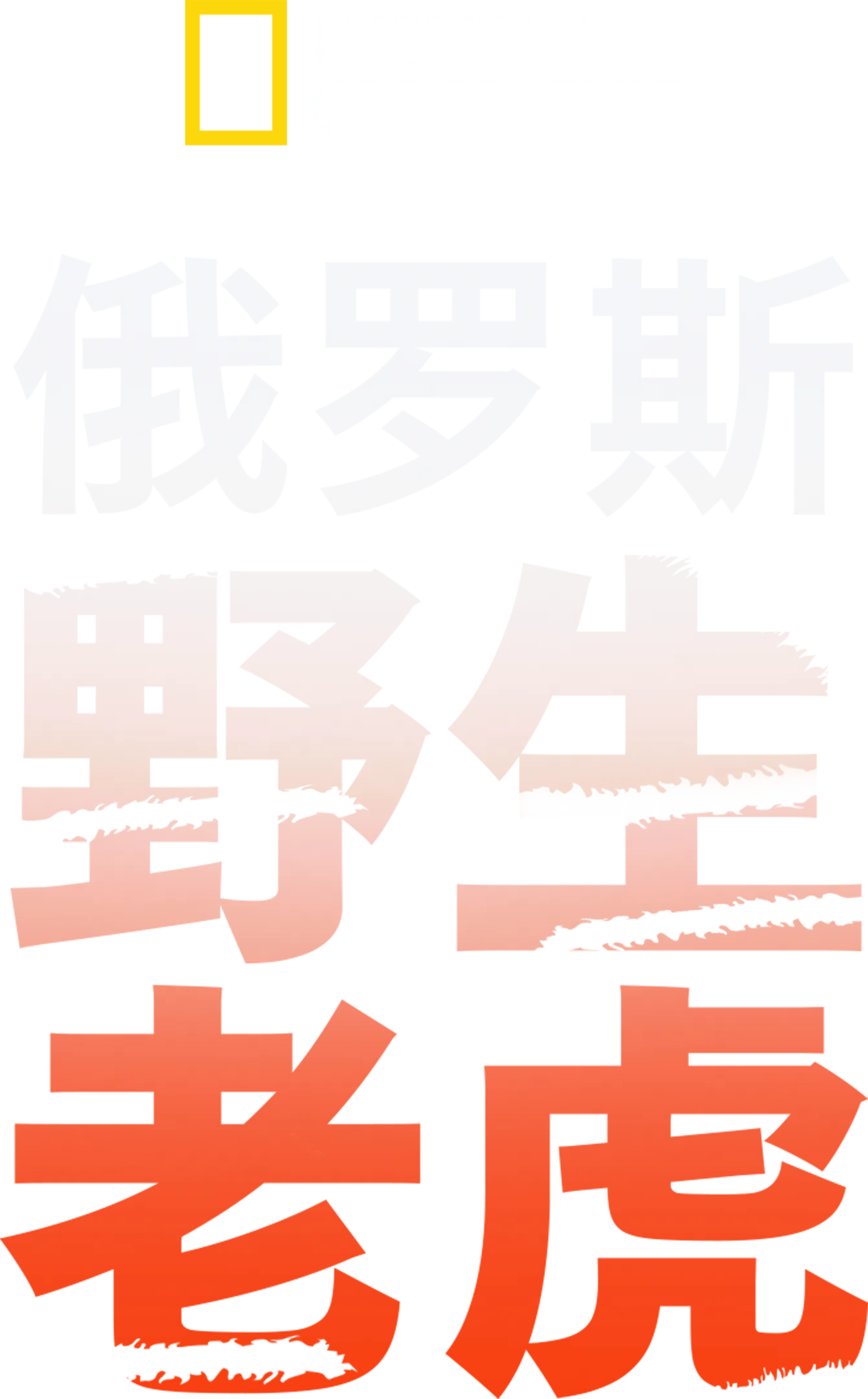 俄罗斯野生老虎