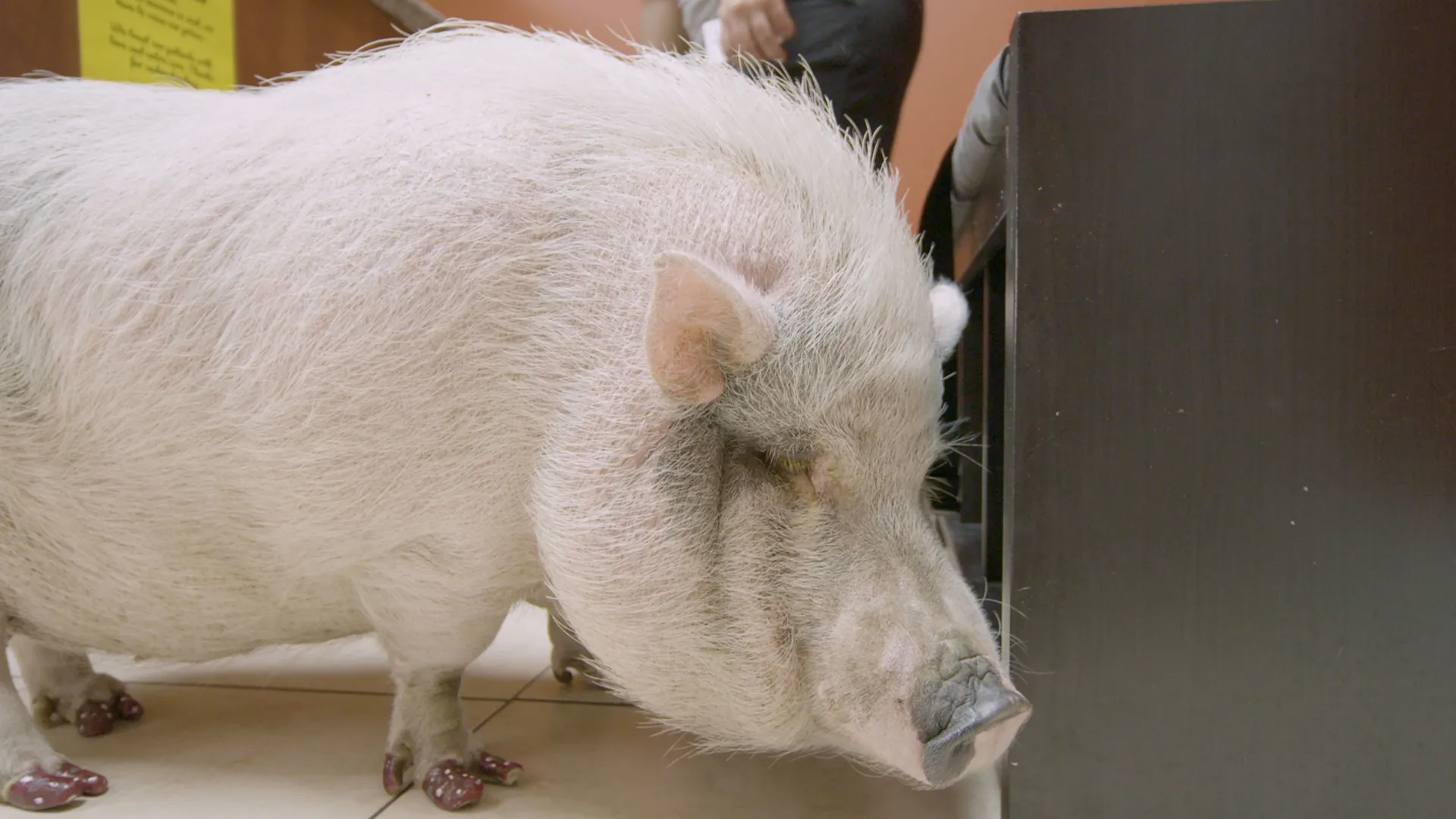 thumbnail - S9:E2 Oui, Oui...Piggie!