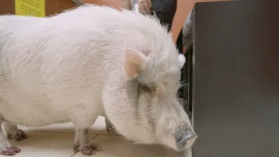 thumbnail - S9:E2 Oui, Oui...Piggie!