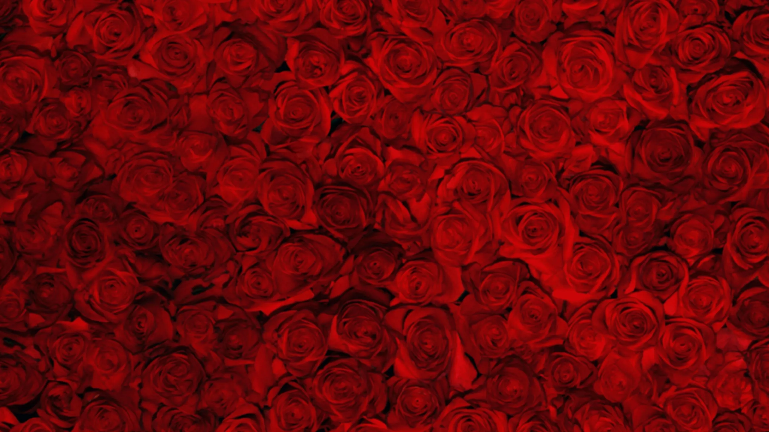 The Bachelorette