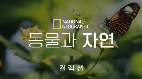 thumbnail - 내셔널지오그래픽 동물과 자연