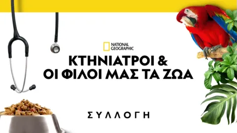 thumbnail - Κτηνίατροι και οι φίλοι μας τα ζώα