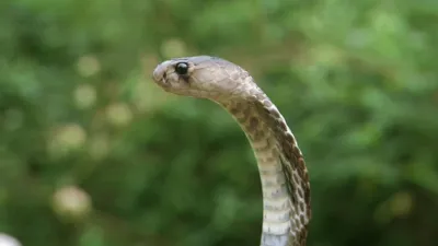 thumbnail - S1:E3 Silly Snake feat. Parry Gripp