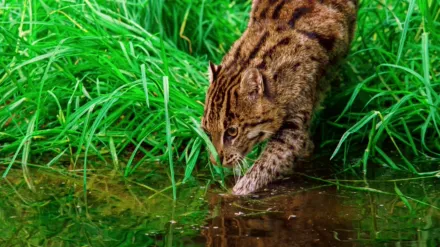 Thailand's Wild Cats