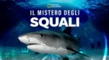 thumbnail - Il mistero degli squali