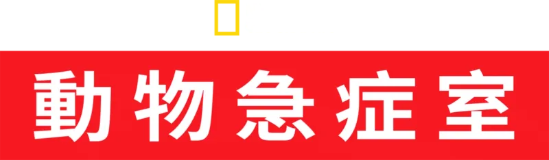 動物急症室