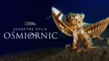 thumbnail - Sekretne życie ośmiornic