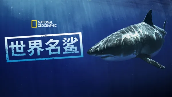 thumbnail - 世界名鲨