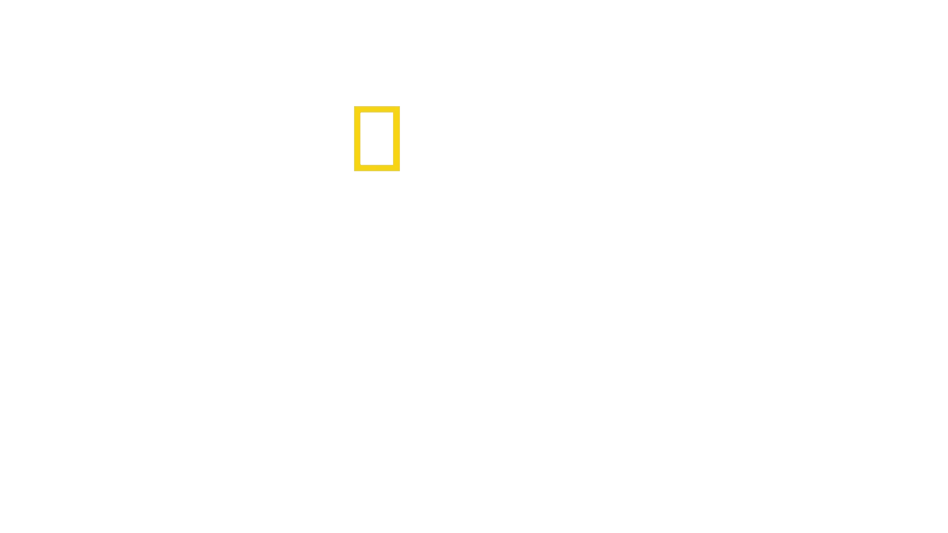 Los leones trepadores