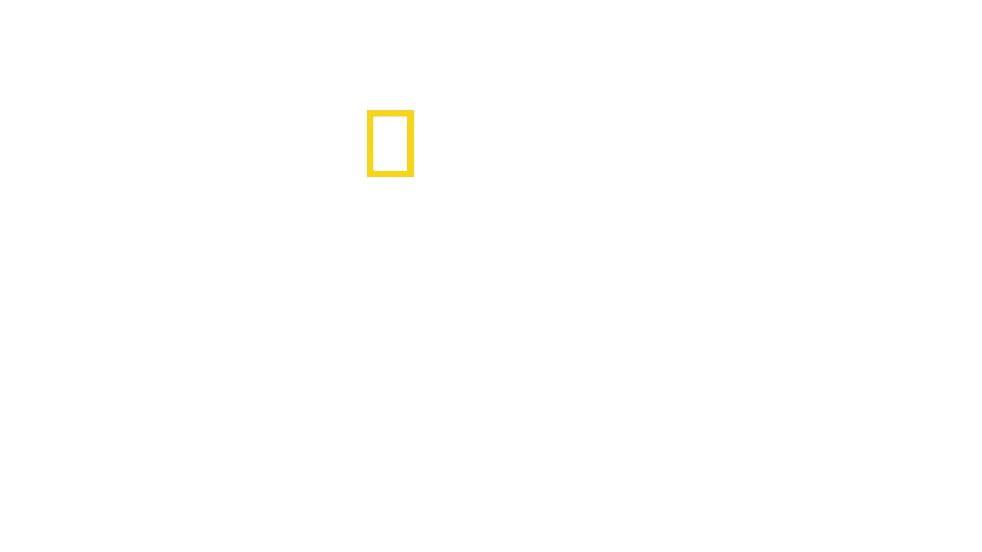 Los leones trepadores