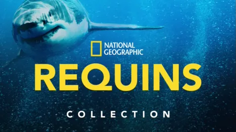 thumbnail - National Geographic : Requins