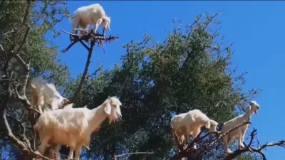 thumbnail - S2:E6 How to Train Your Bearded Dragon