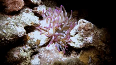 thumbnail - S1:E2 Venomous Sea Flower