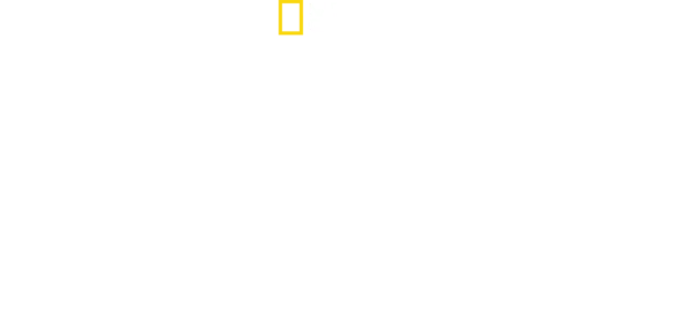 Squalo Toro vs. Squalo Martello