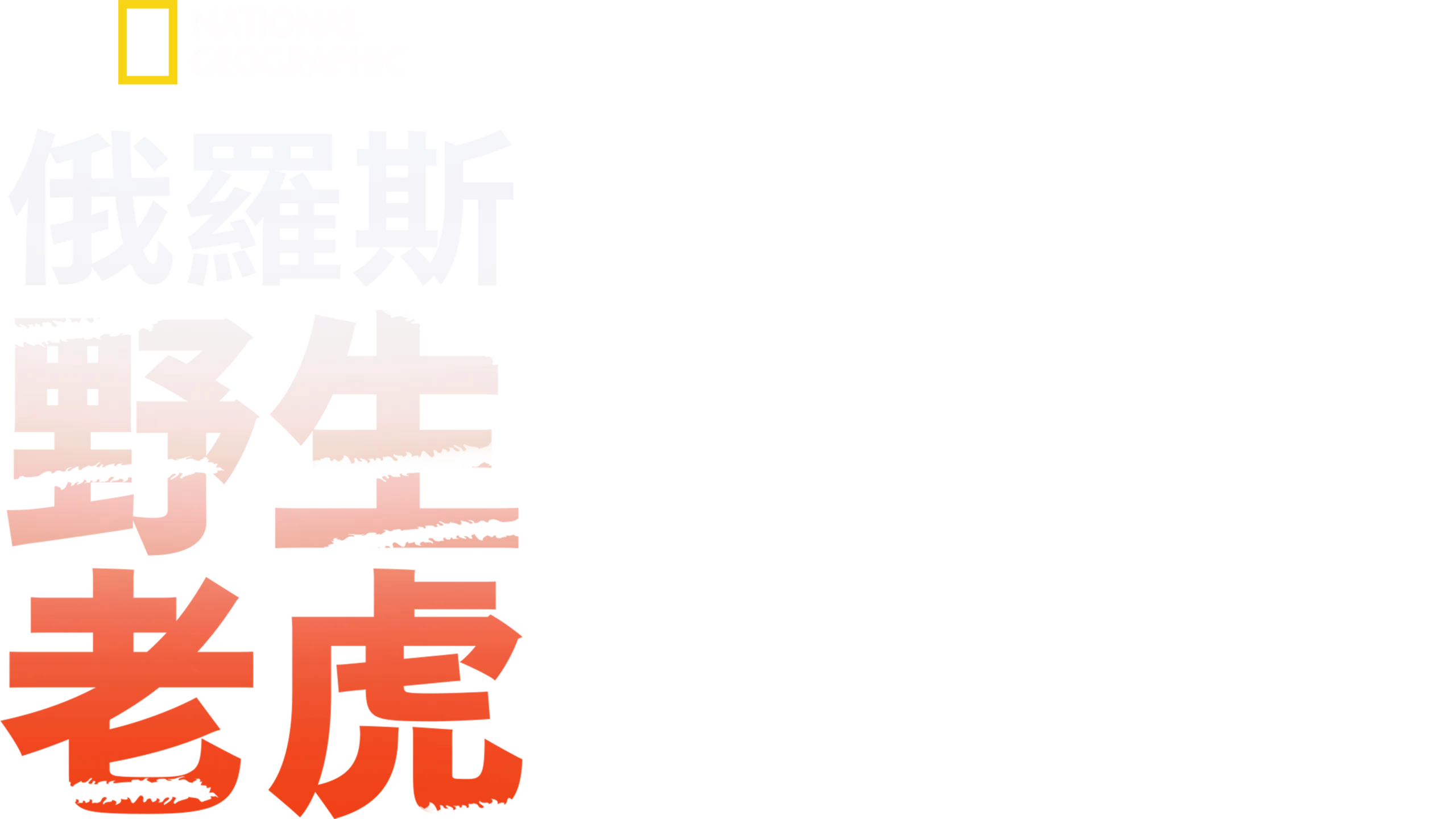 俄羅斯野生老虎