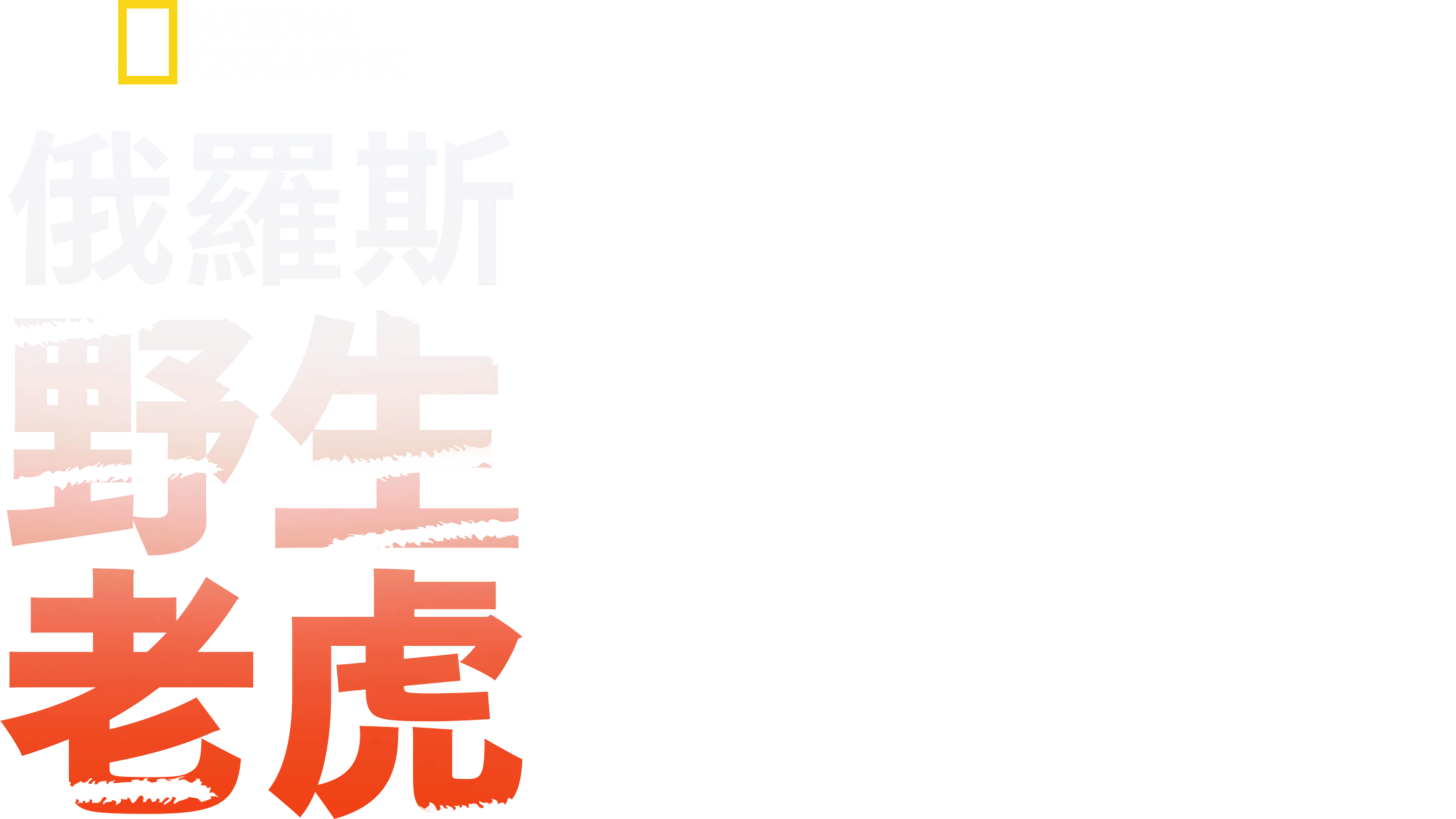 俄羅斯野生老虎