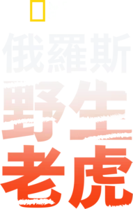 俄羅斯野生老虎