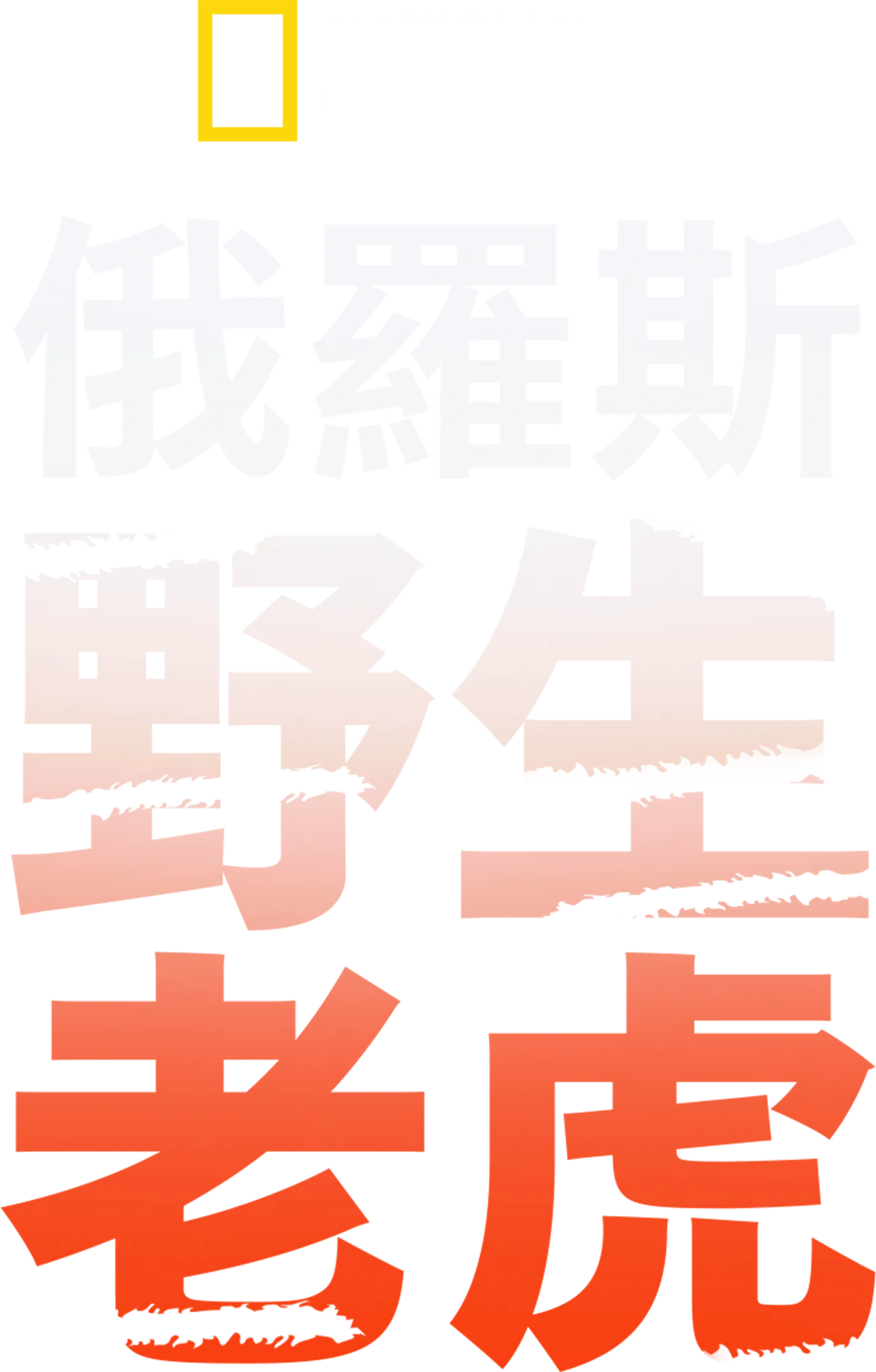 俄羅斯野生老虎