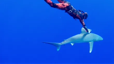 World's Most Dangerous Shark?