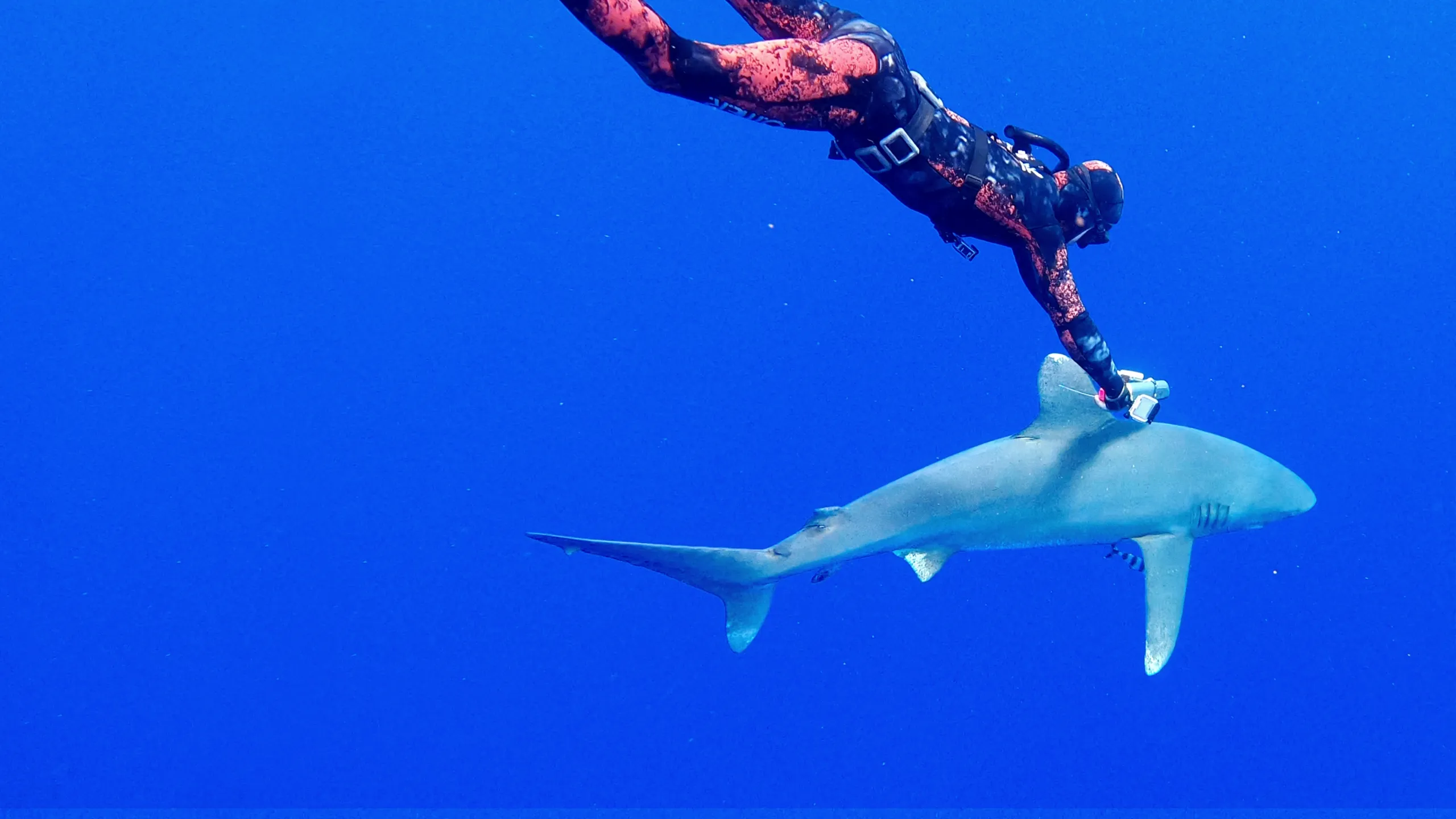 Os Tubarões Mais Perigosos