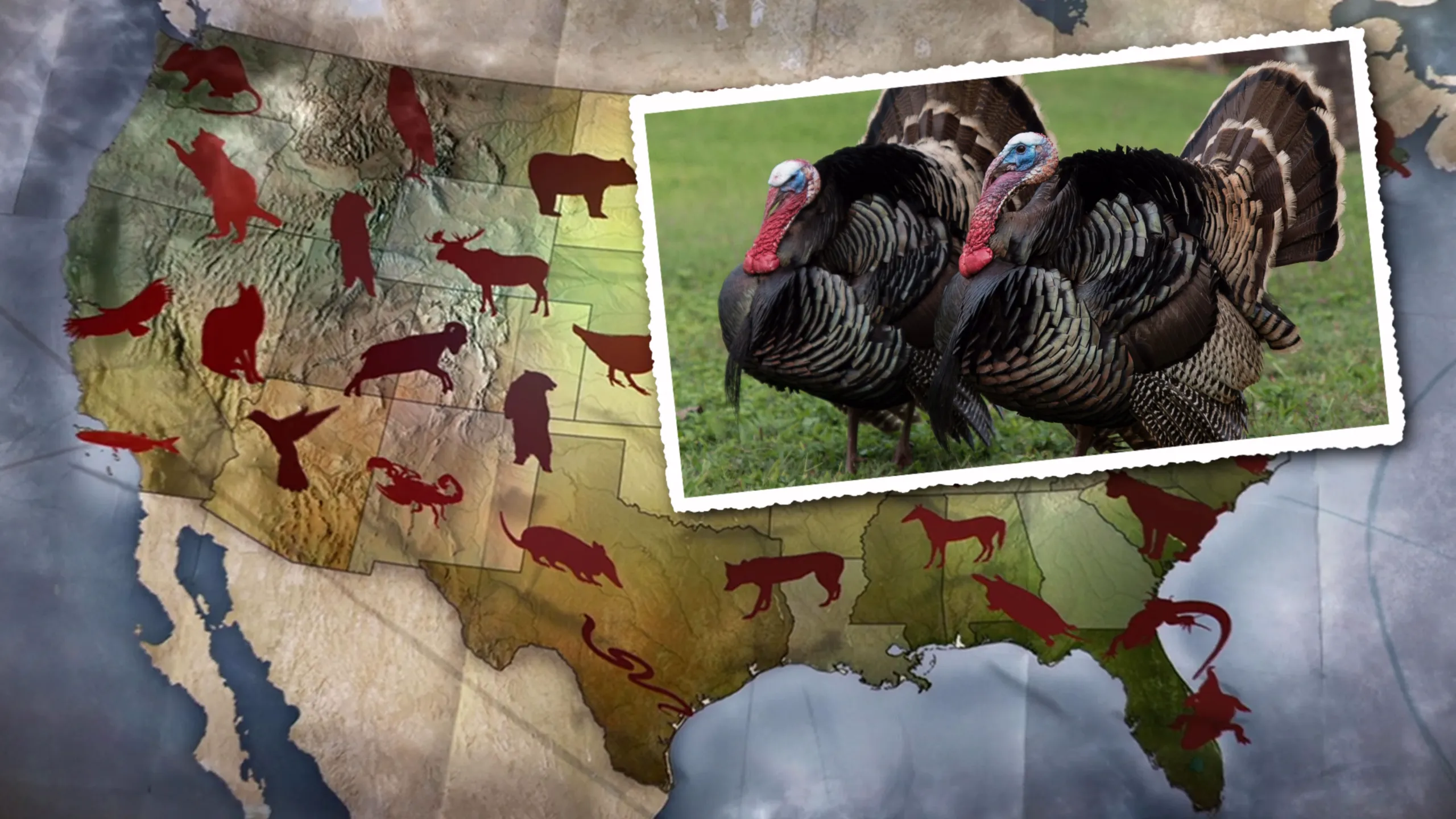 United States of Animals