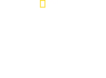 Shark Eat Shark