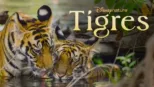 thumbnail - Tigres