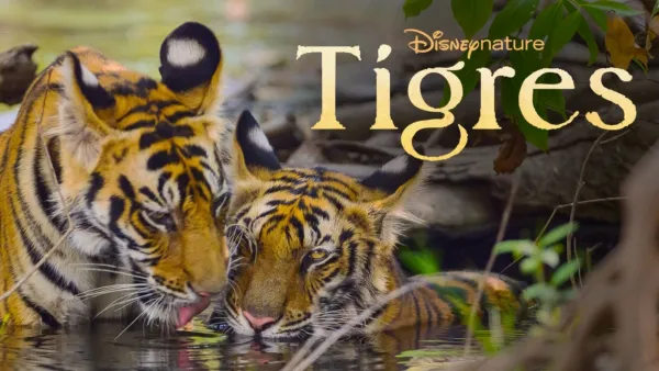 thumbnail - Tigres