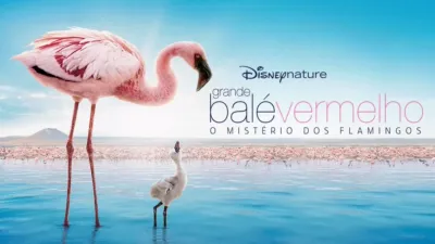 Grande Balé Vermelho - O Mistério dos Flamingos