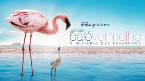 thumbnail - Grande Balé Vermelho - O Mistério dos Flamingos