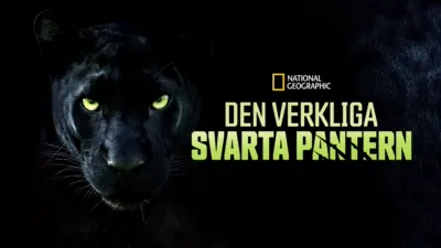 Den verkliga svarta pantern