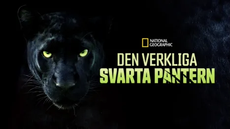 thumbnail - Den verkliga svarta pantern