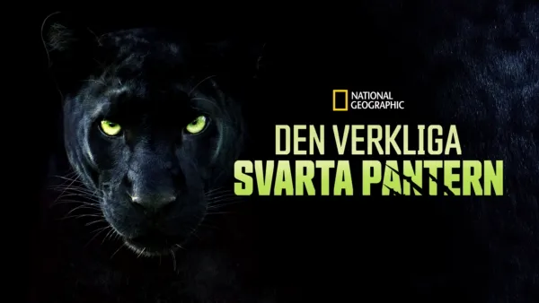 thumbnail - Den verkliga svarta pantern