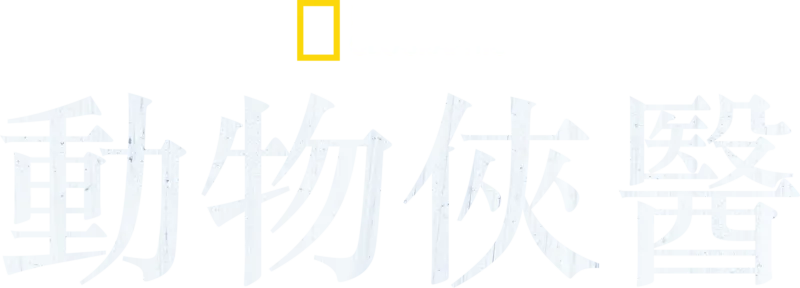 動物俠醫