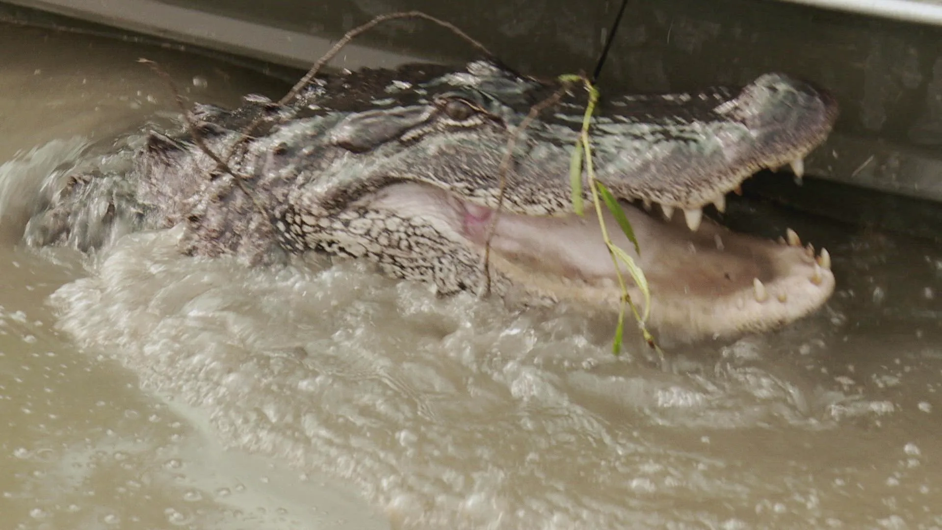 thumbnail - S15:E7 Chasing a Legend