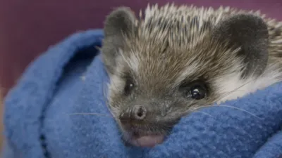 thumbnail - S9:E8 Sick As A Prairie Dog