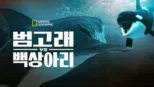 thumbnail - 범고래 vs 백상아리