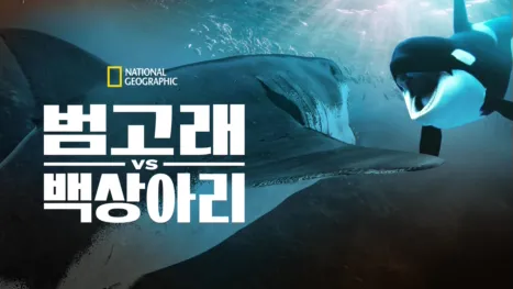 thumbnail - 범고래 vs 백상아리