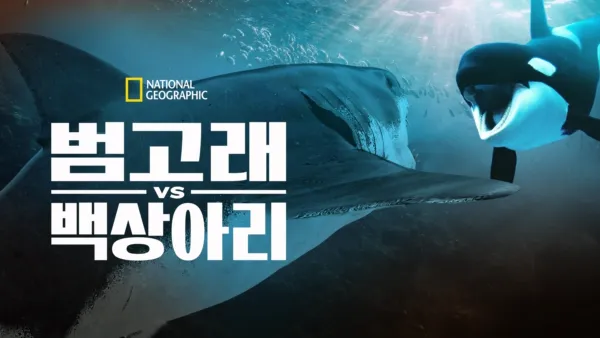 thumbnail - 범고래 vs 백상아리