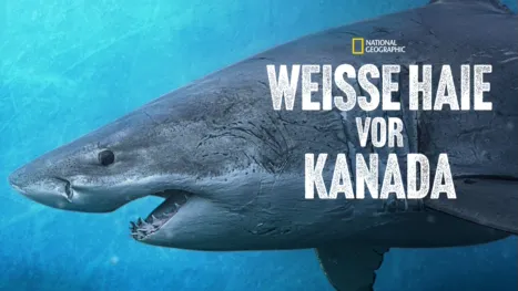 thumbnail - Weiße Haie vor Kanada