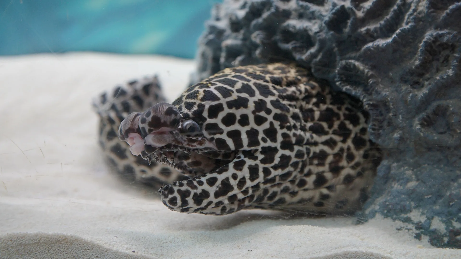 thumbnail - S5:E1 That's a Moray!