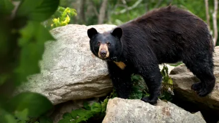 Smoky Mountain Park Rangers