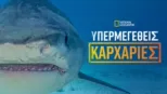 thumbnail - Υπερμεγέθεις Καρχαρίες