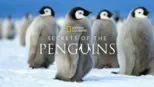 thumbnail - Secrets of the Penguins