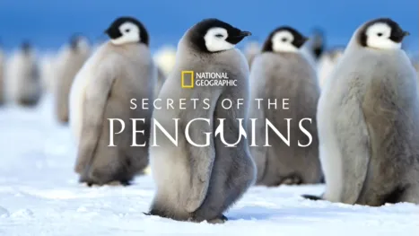 thumbnail - Secrets of the Penguins