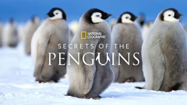 thumbnail - Secrets of the Penguins