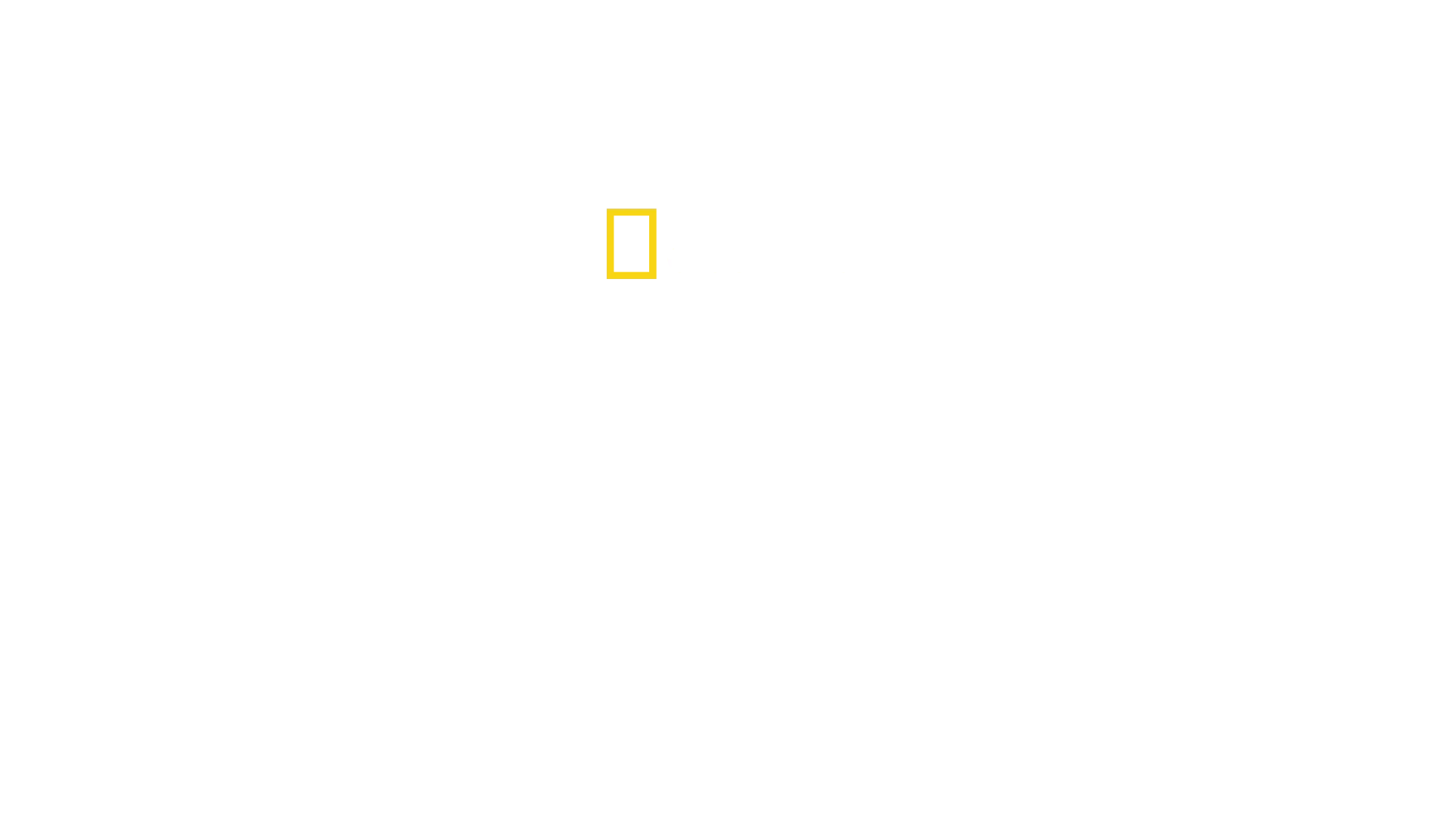 Ballenas vs tiburones: Sin límites