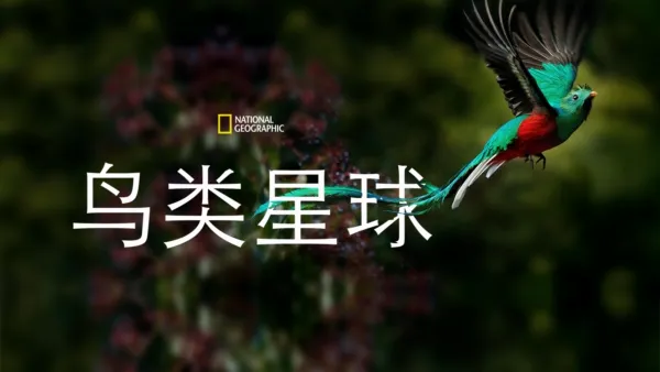 thumbnail - 鸟类星球