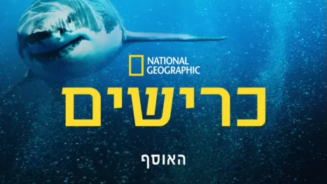 thumbnail - נשיונל ג׳יאוגרפיק: כרישים