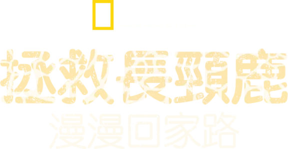 拯救長頸鹿：漫漫回家路